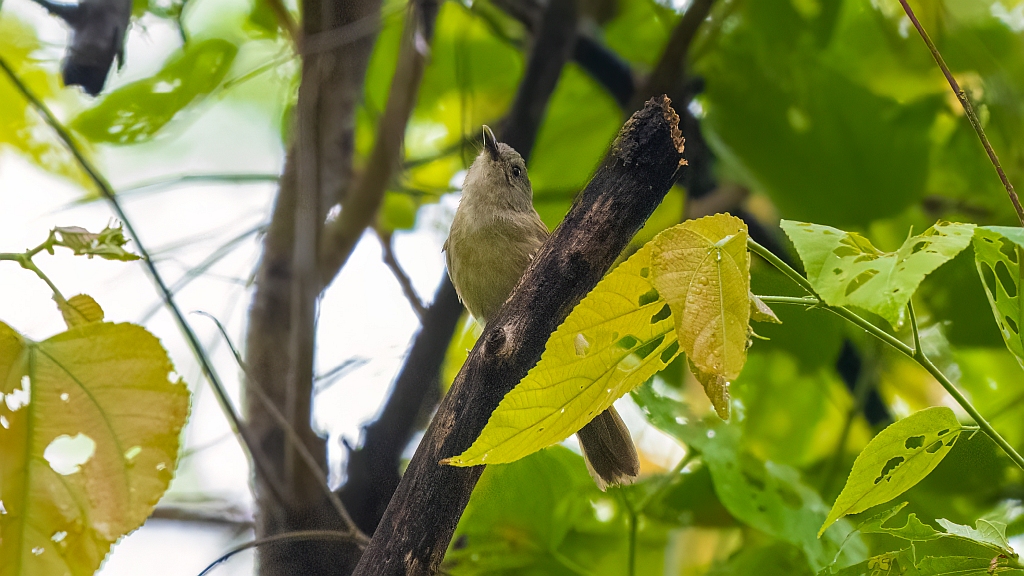 Brown-cheeked Fulvetta